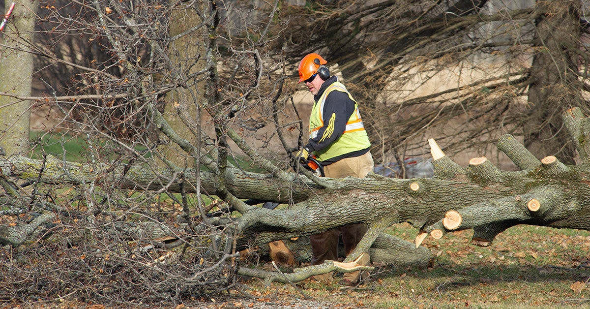 man cutting up a tree