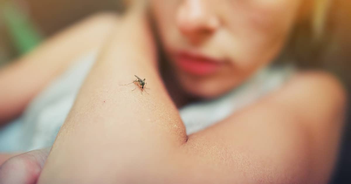 mosquito on young girl's arm